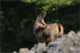 <p>KAMZÍK HORSKÝ (Rupicapra rupicapra) Lužické hory, Studenec ---- /Chamois - Gämse/</p>